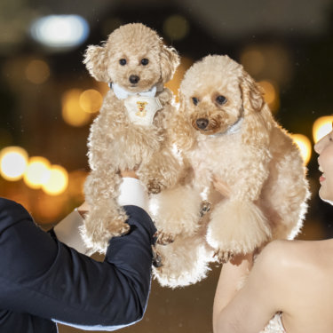 夜の街の灯りの前で、新郎が抱き上げた2匹のトイプードルに笑いかける花嫁。愛犬が主役のウェディングフォト